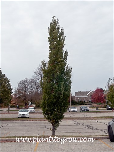 Attention English Oak (Quercus robur) is a narrow upright form of English Oak.